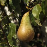 Rustic Pear Tart