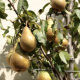 Rustic Pear Tart