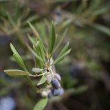 Olives growing on a tree
