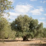 Ancient olive trees in Latiano