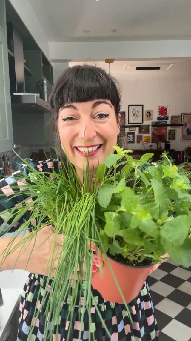 Anyone else finding their herbs are getting soooo big?! 🌿 🪴 #herbgarden #herbs #igerslux #luxembourg #gardening #homeandgarden #gartenglück #kräuterliebe